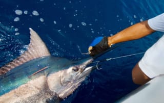 Turks and Caicos Fishing Charters